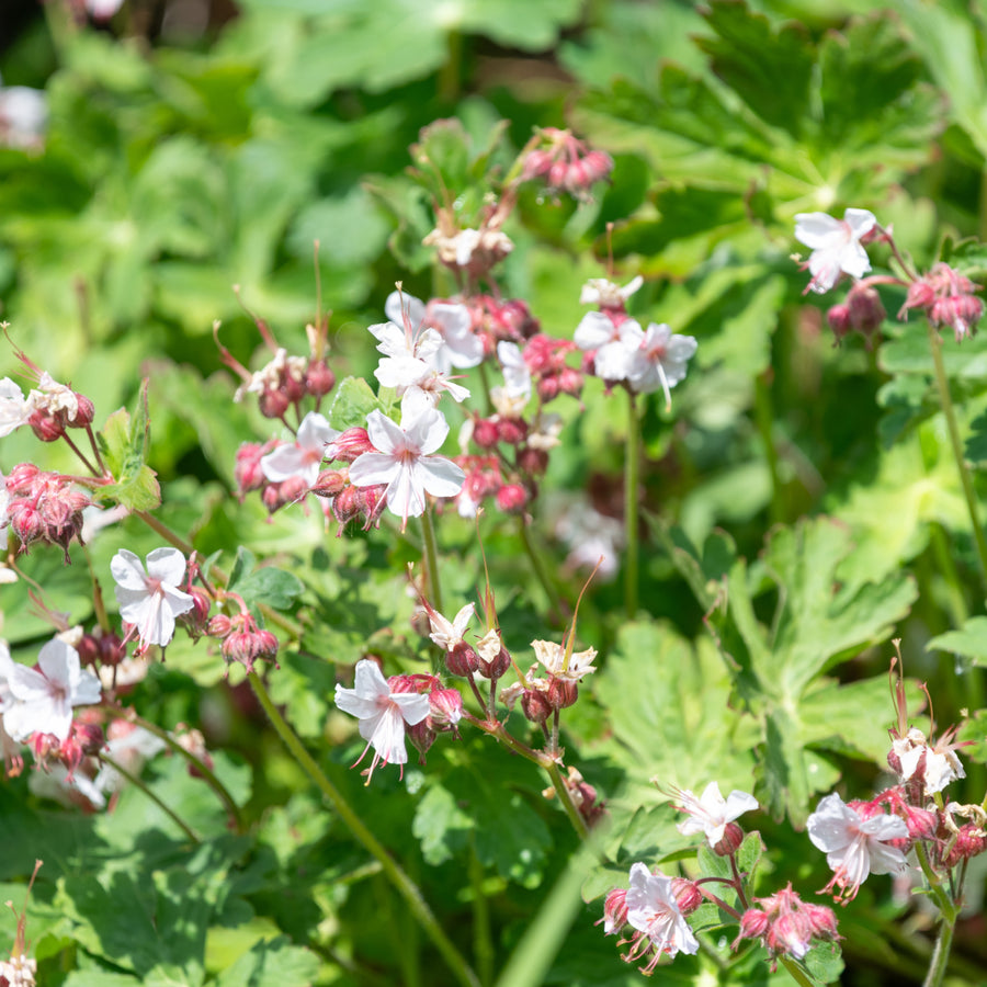 Geranium macrorrhizum 'Spessart'