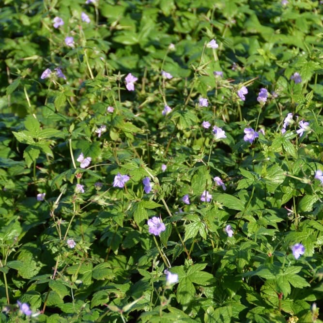 Geranium nodosum