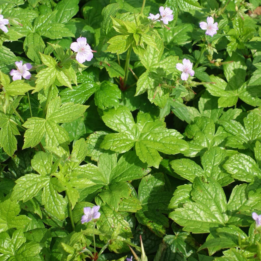 Geranium nodosum