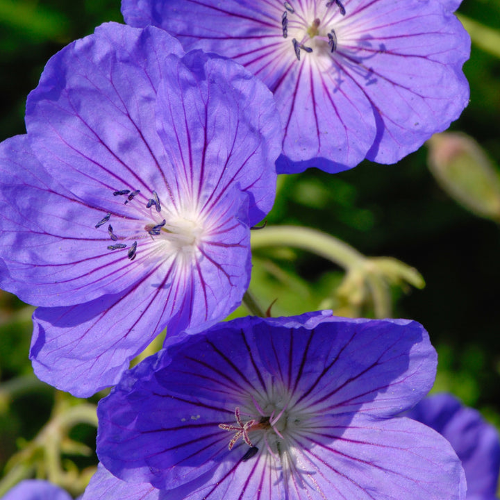 Geranium pratense 'Johnson's Blue'