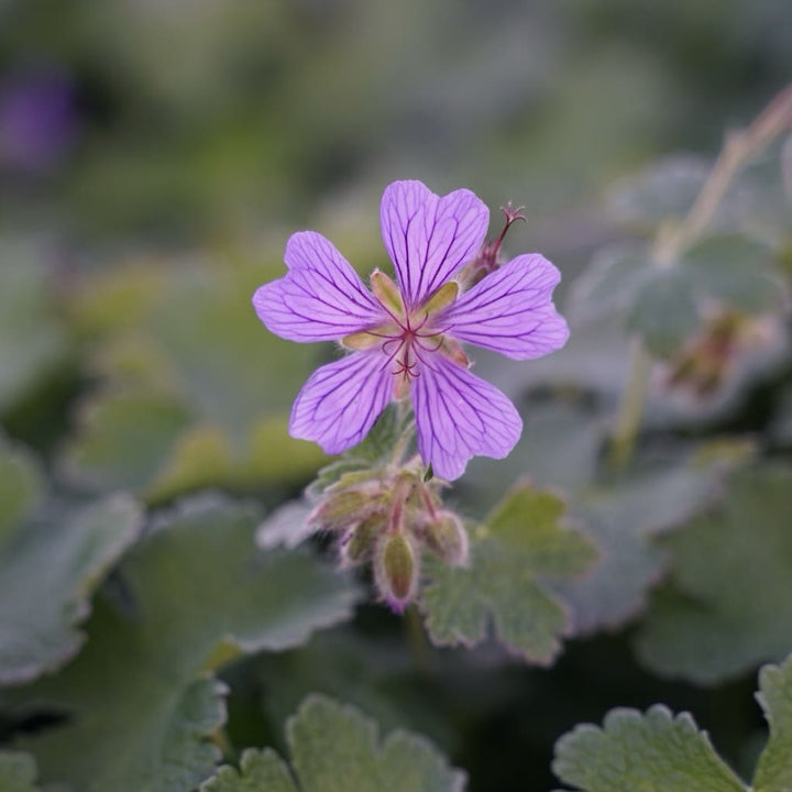 Geranium renardii 'Philippe Vapelle'