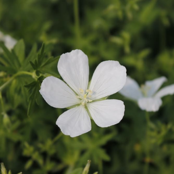 Geranium sanguineum 'Album'