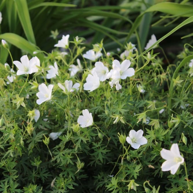 Geranium sanguineum 'Album'