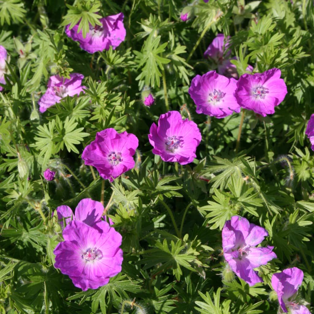 Geranium sanguineum