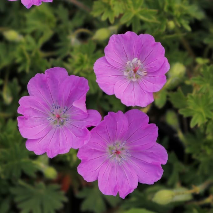 Geranium sanguineum 'Max Frei'