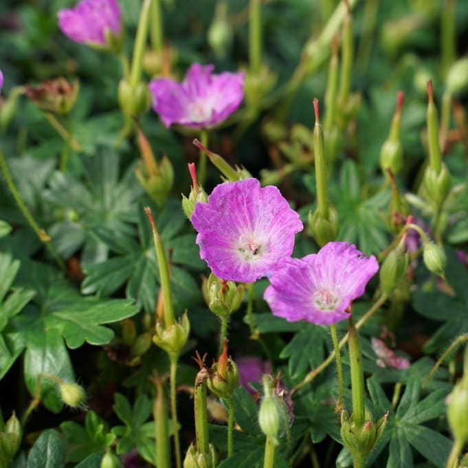 Geranium sanguineum 'Max Frei'
