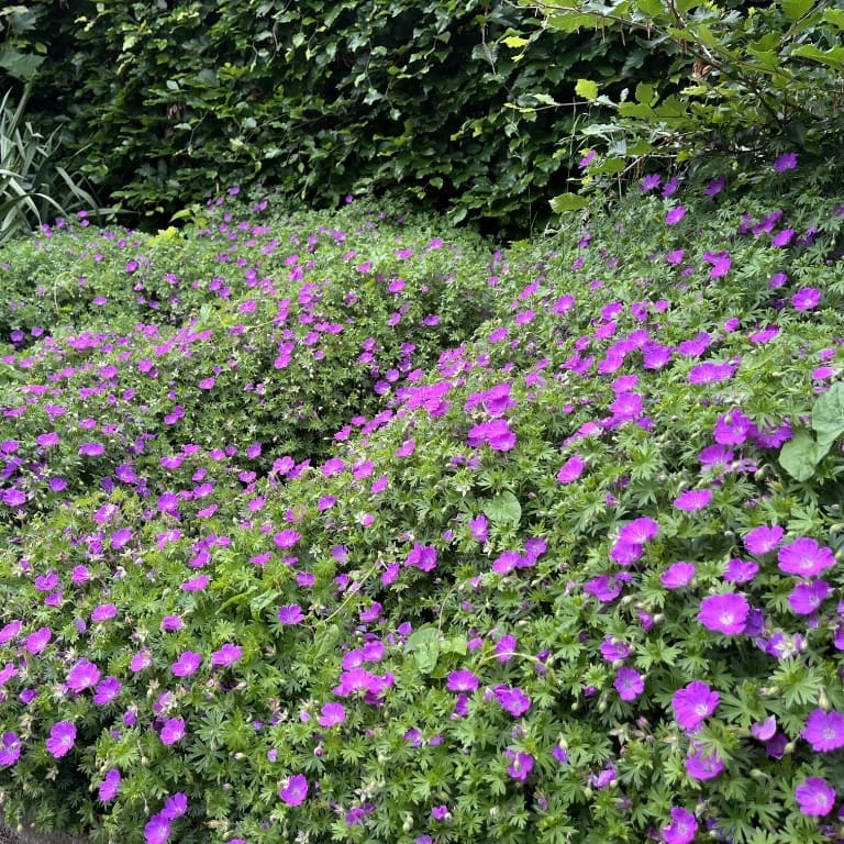 Geranium sanguineum