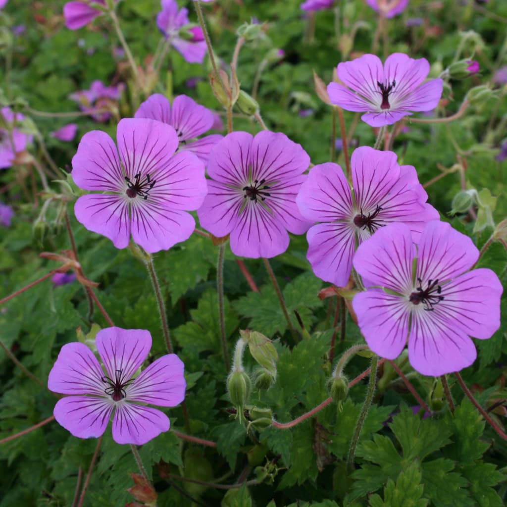 Geranium wallichianum 'Pink Penny'®