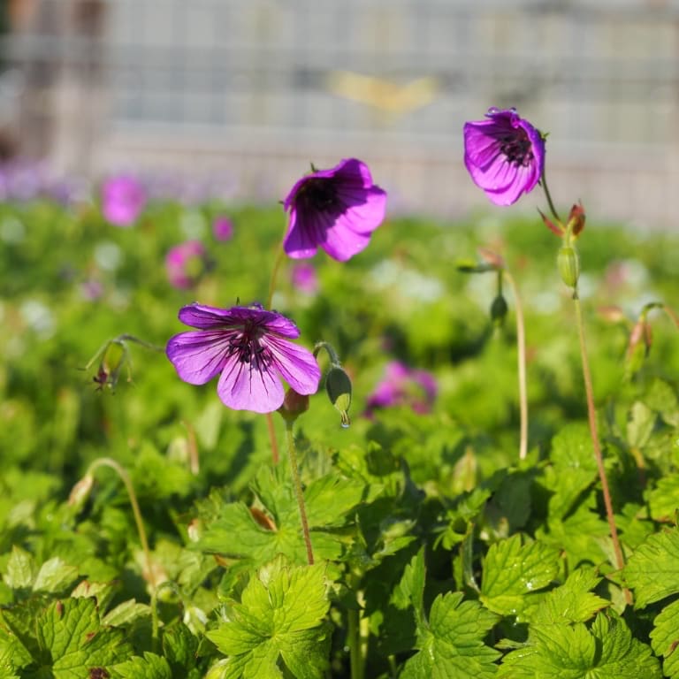 Geranium wallichianum 'Pink Penny'®