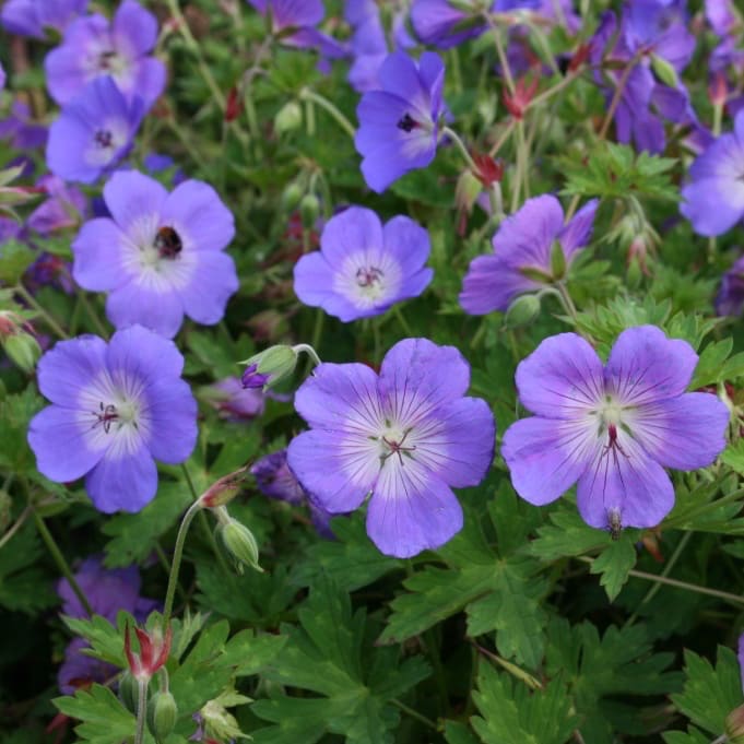 Geranium wallichianum 'Rozanne'