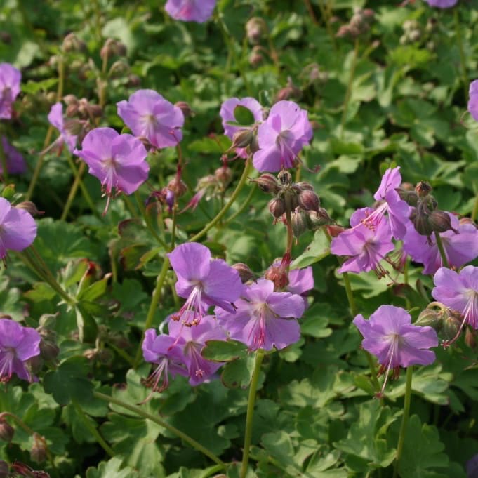 Geranium x cantabrigiense 'Cambridge'
