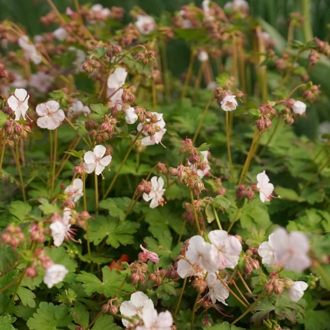 Geranium x cantabrigiense 'Saint Ola'