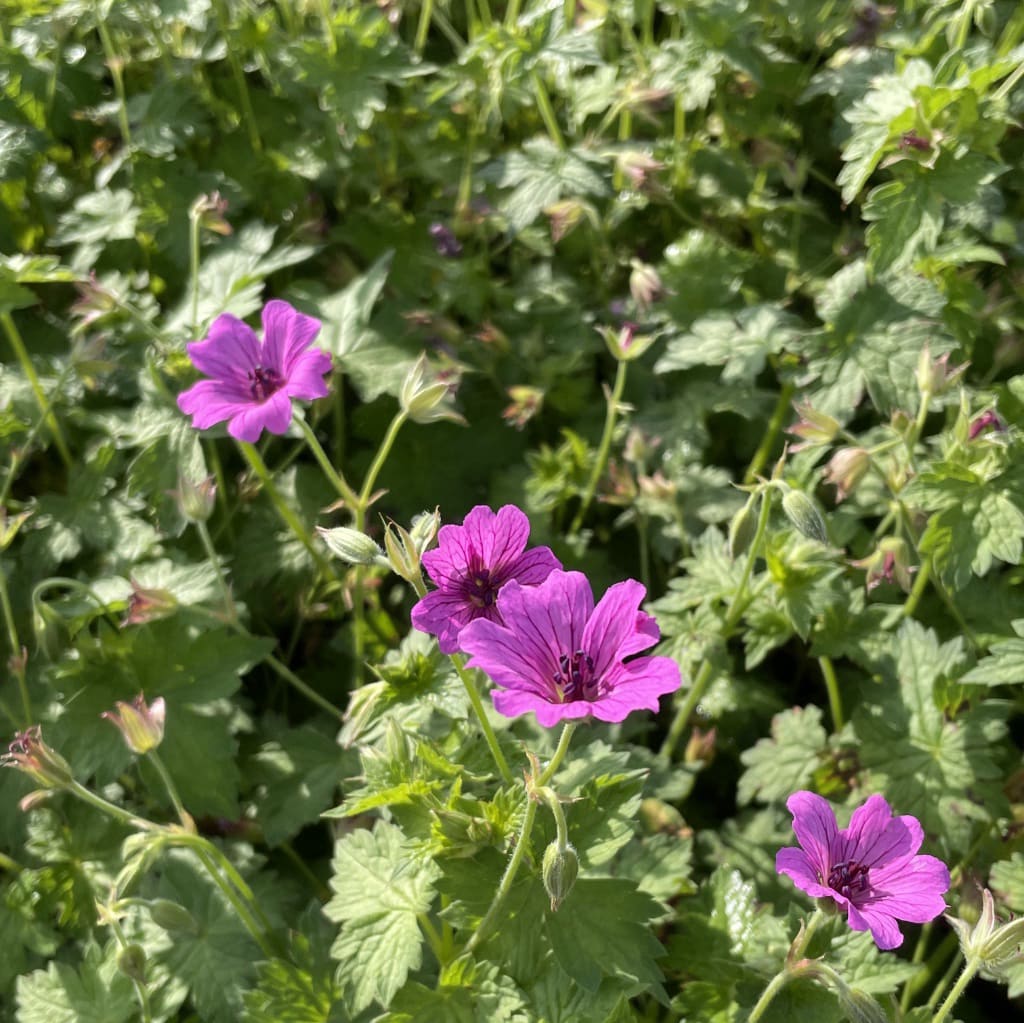 Geranium x cultorum 'Elworthy Eyecatcher'