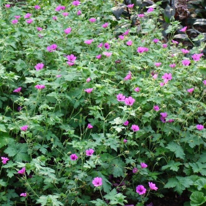 Geranium x cultorum 'Elworthy Eyecatcher'