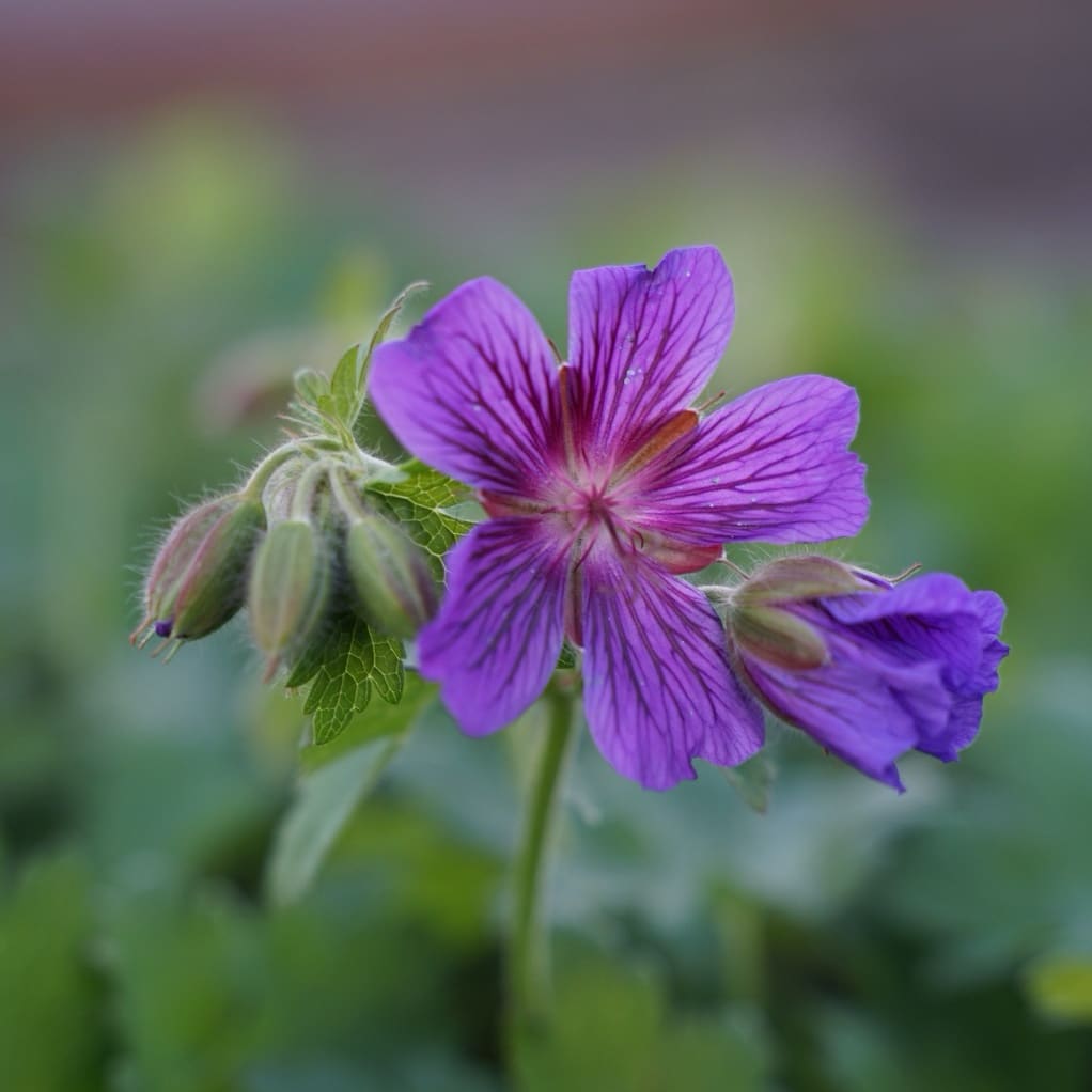 Geranium x magnificum