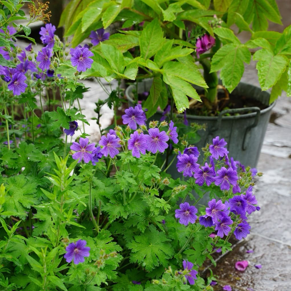 Geranium x magnificum