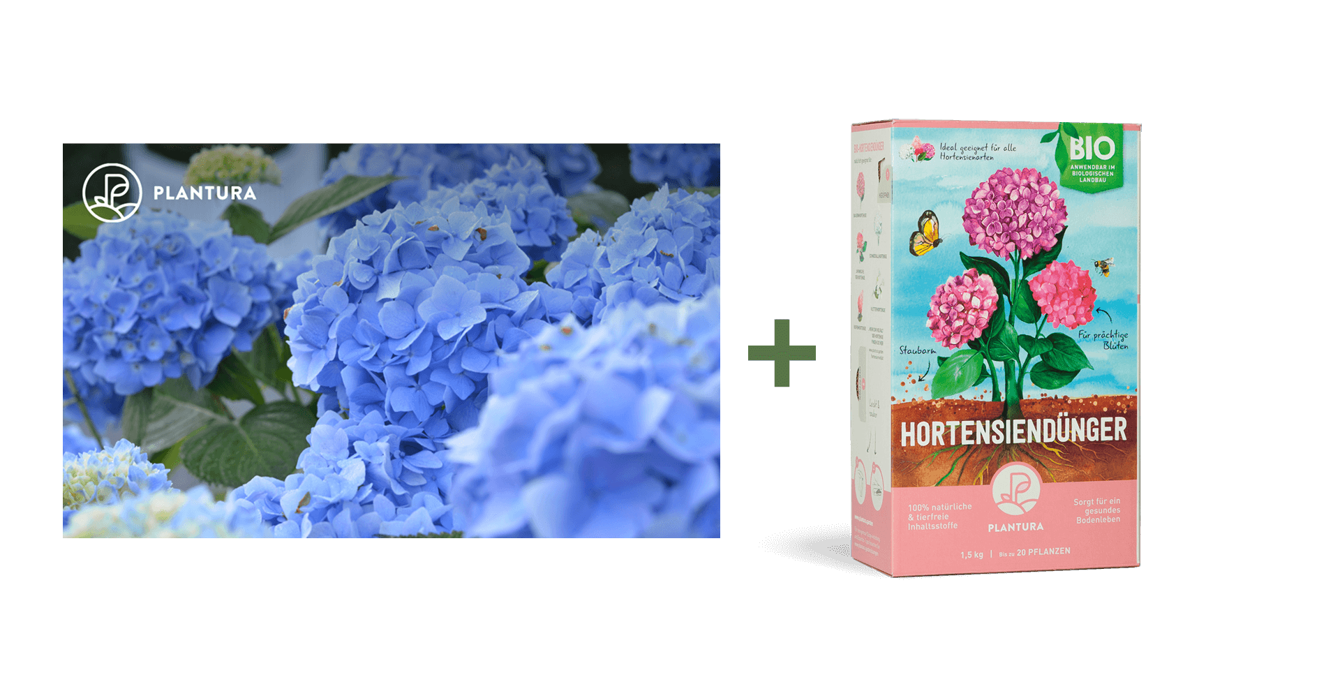 Geschenkgutschein mit Hortensien-Motiv und Bio-Hortensiendünger