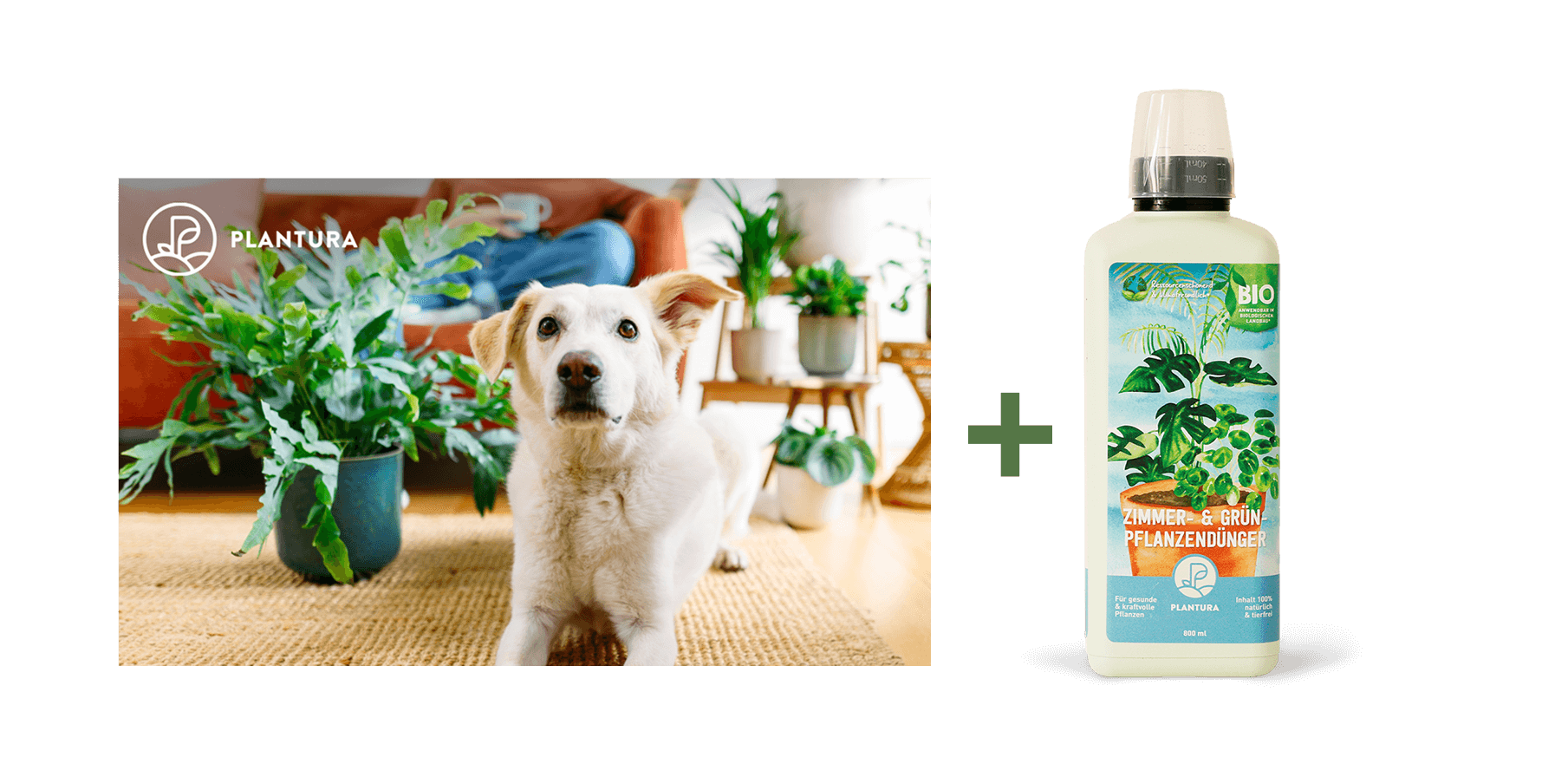 Geschenkgutschein mit Zimmerpflanzen-Motiv und Bio-Zimmerpflanzendünger