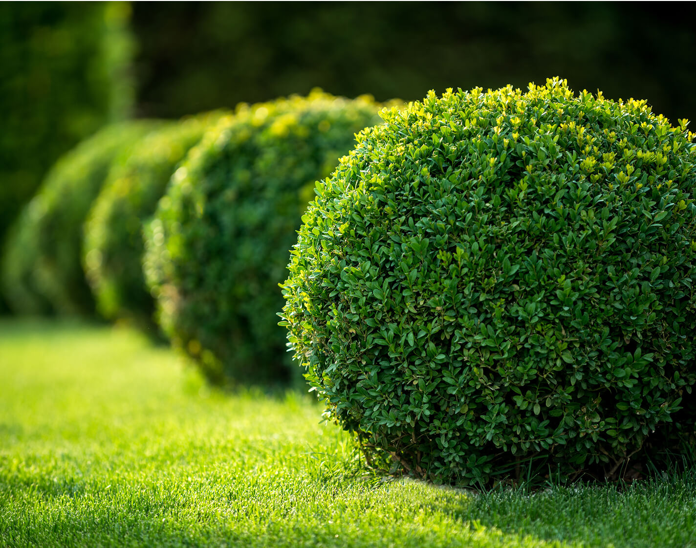 Gesunde Buchsbäume im Garten