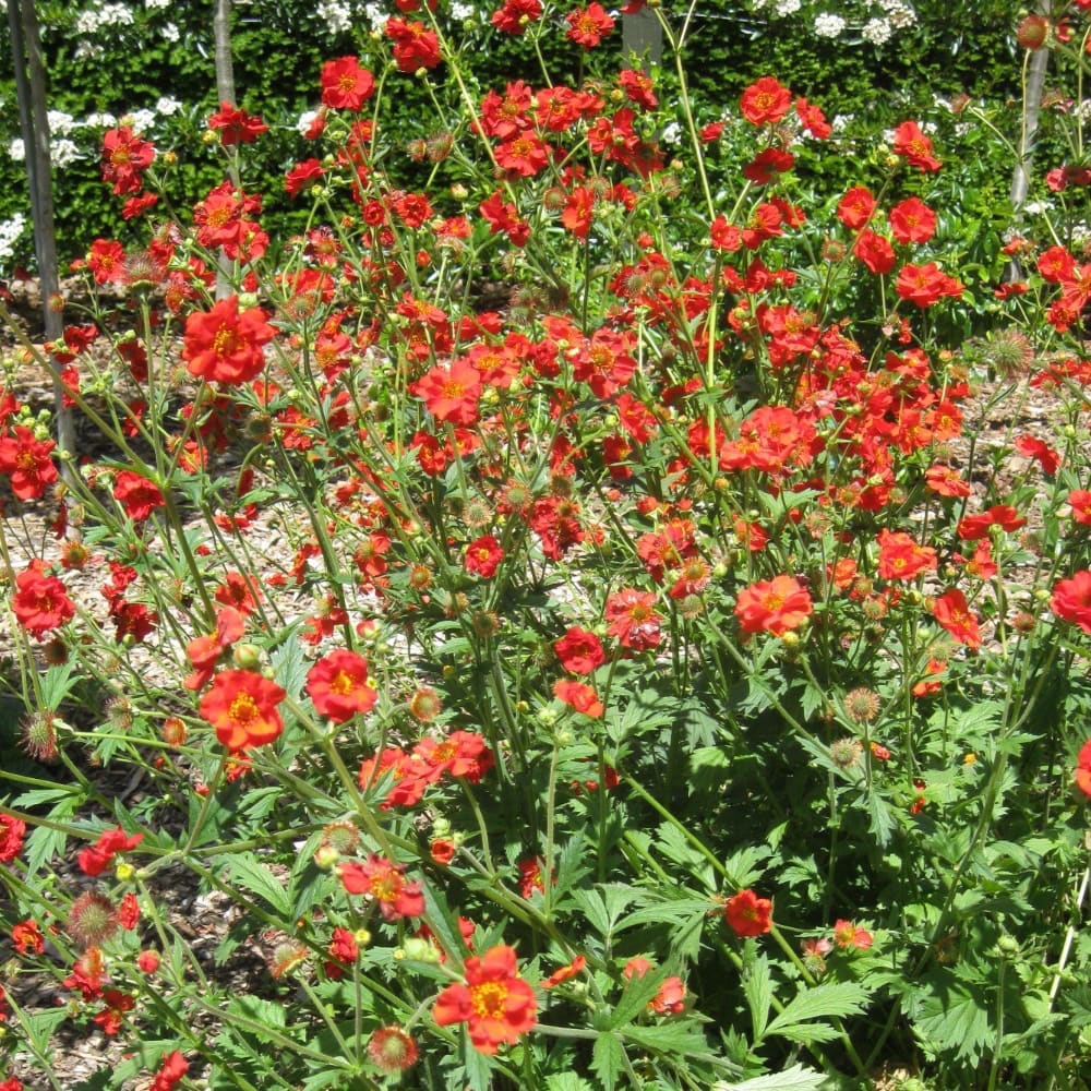 Geum chiloense 'Feuerball'