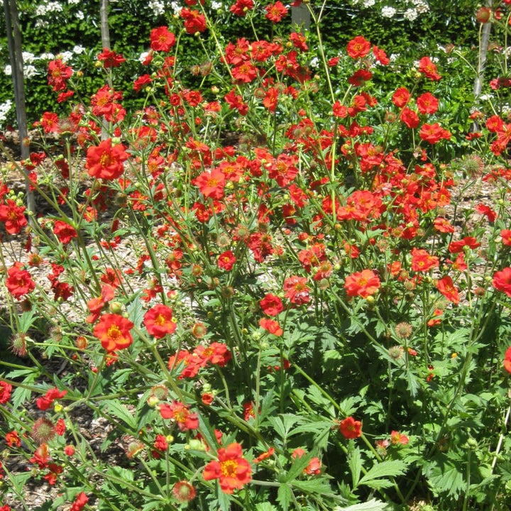 Geum chiloense 'Feuerball'