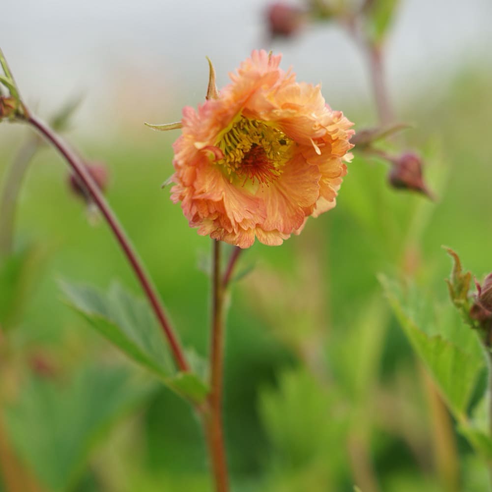 Geum Cocktail 'Mai Tai'®
