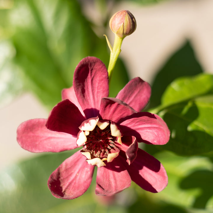 Blüte des Gewürzstrauch 'Aphrodite'®