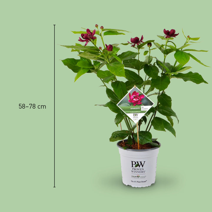 Größe des Gewürzstrauch 'Aphrodite'®