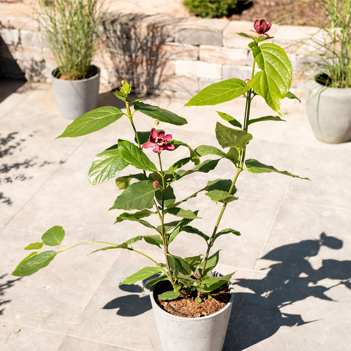 Gewürzstrauch 'Aphrodite'® im Topf