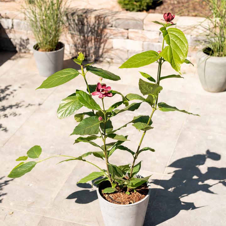 Gewürzstrauch 'Aphrodite'® im Topf