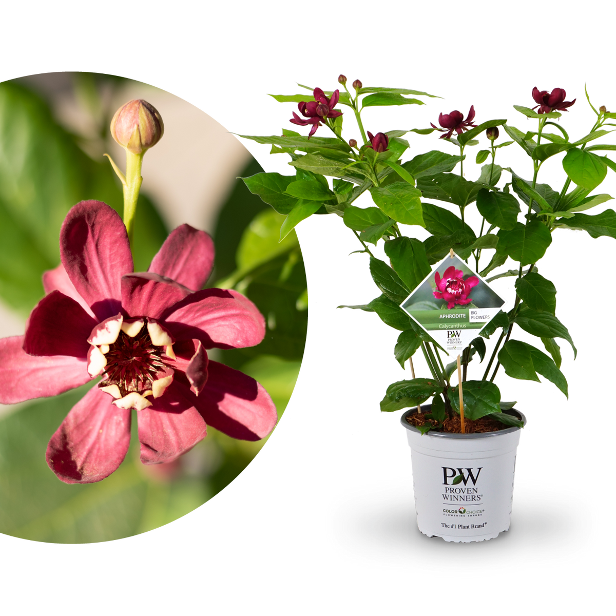 Gewürzstrauch 'Aphrodite'®
