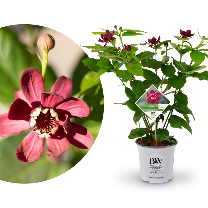 Gewürzstrauch 'Aphrodite'®