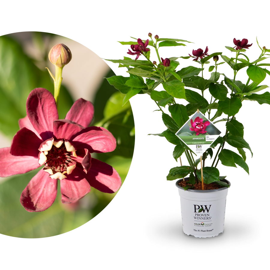 Gewürzstrauch 'Aphrodite'®