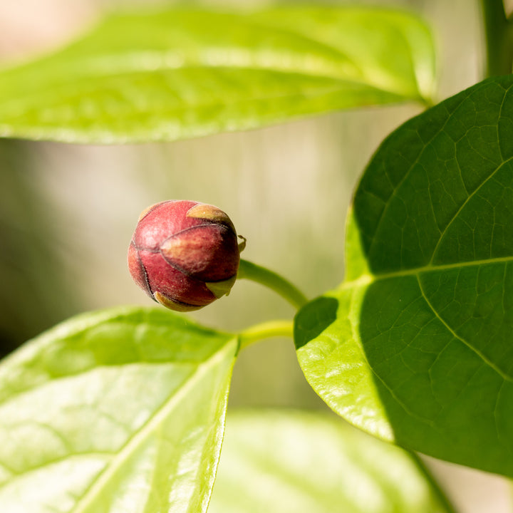 Knospe des Gewürzstrauch 'Aphrodite'®