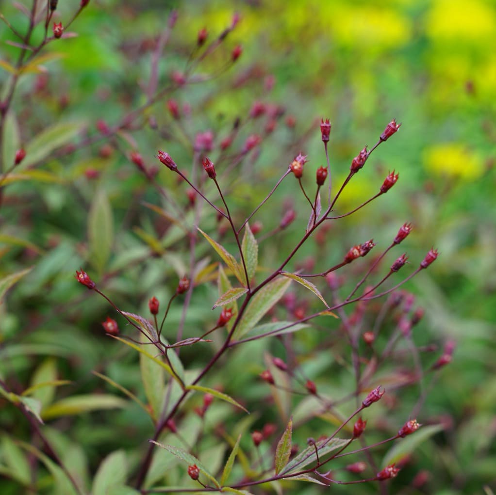 Gillenia trifoliata