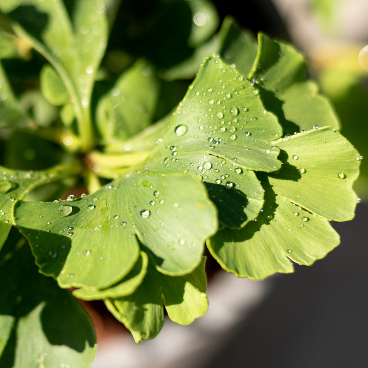 Blätter des Ginkgobaum 'Mariken'