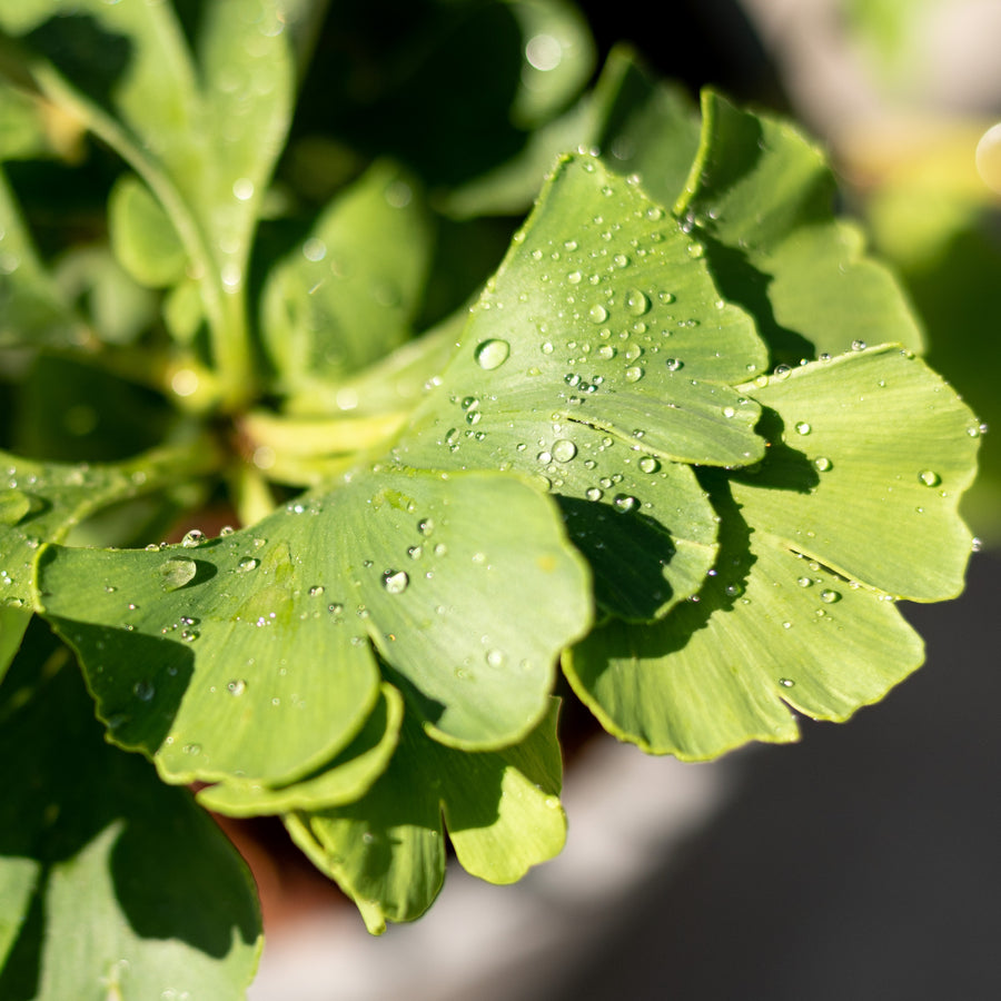 Blätter des Ginkgobaum 'Mariken'