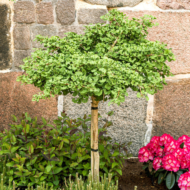 Ginkgobaum 'Mariken' als Hochstamm im Garten