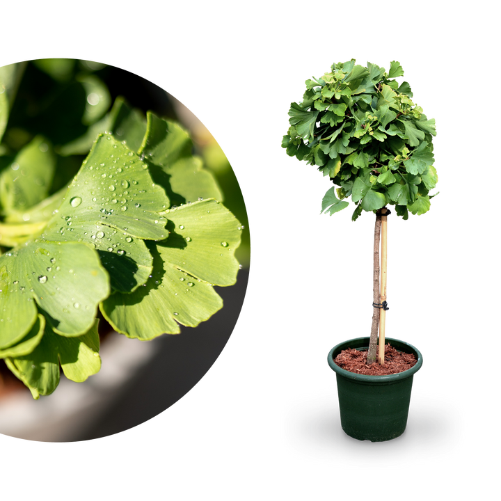 Ginkgobaum 'Mariken' als Hochstamm