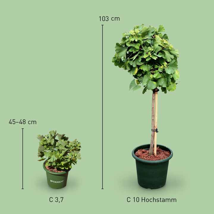 Größe des Ginkgobaum 'Mariken'