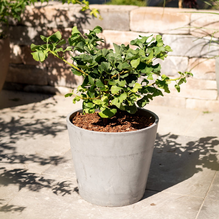 Ginkgobaum 'Mariken' im Topf