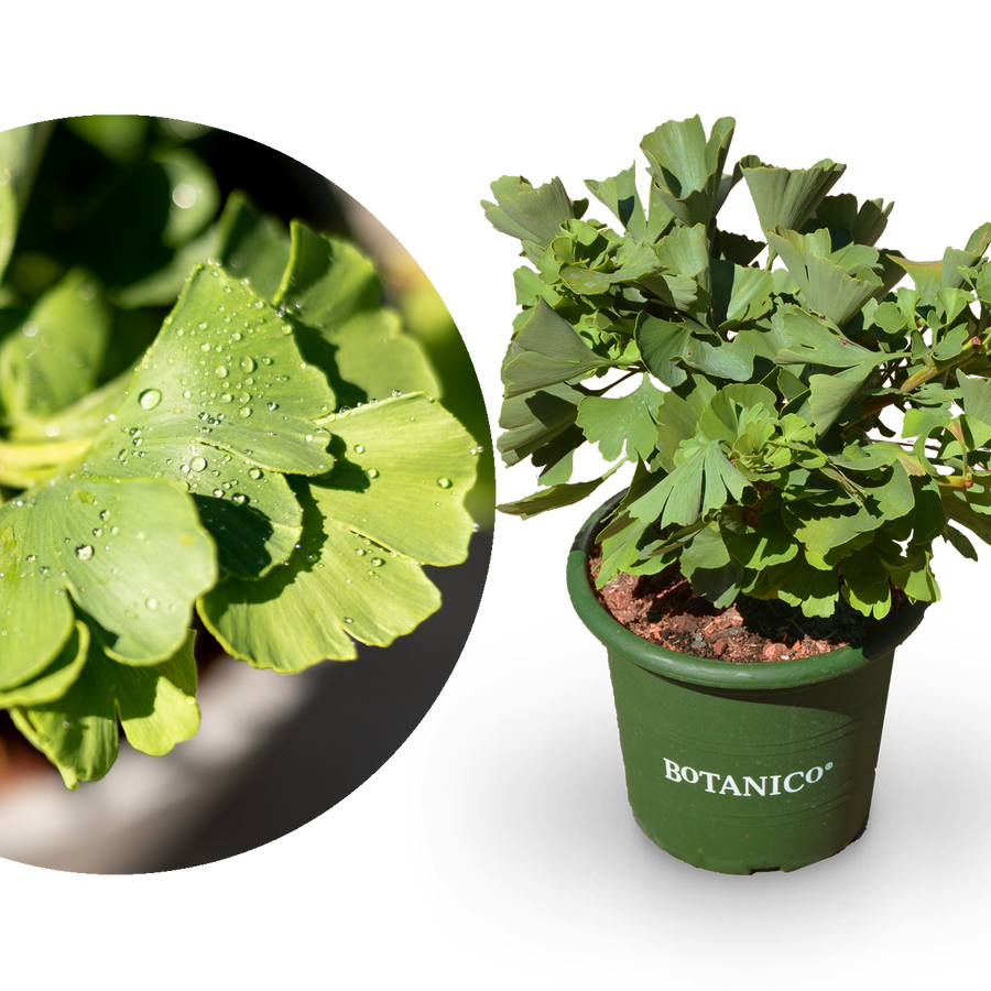Ginkgobaum 'Mariken'