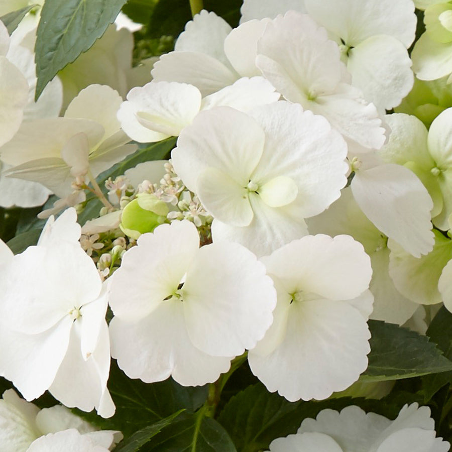 Blüte der Girlanden-Hortensie Runaway Bride® 'Snow White'