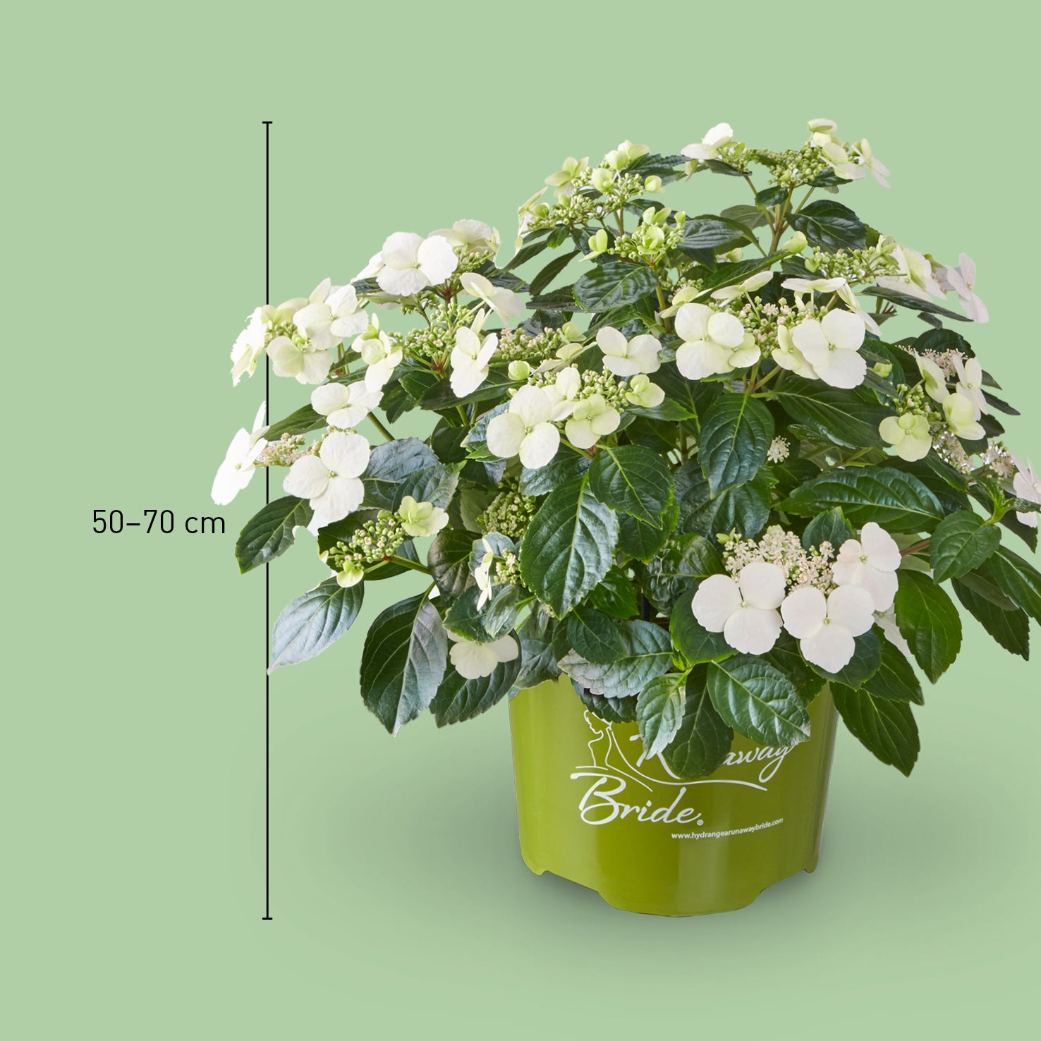 Größe der Girlanden-Hortensie Runaway Bride® 'Snow White'