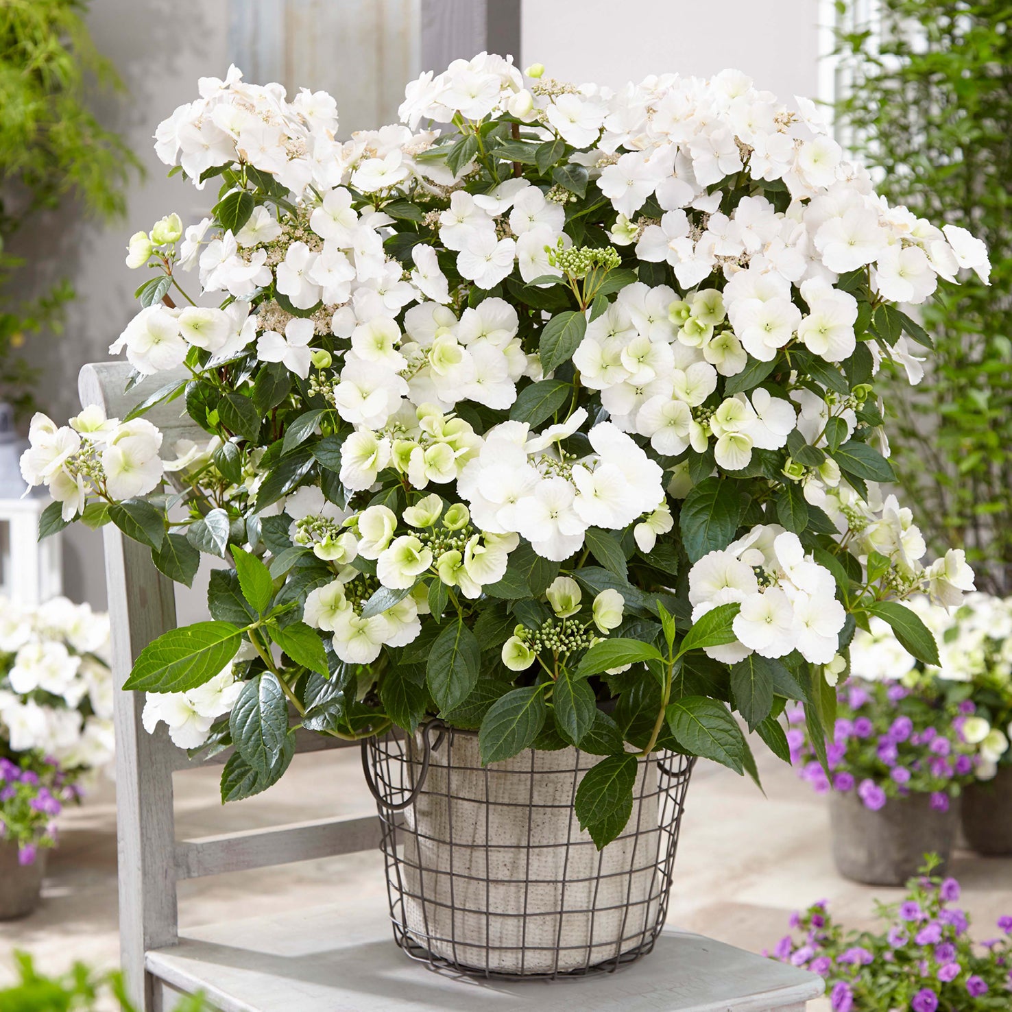 Girlanden-Hortensie Runaway Bride® 'Snow White' im Topf
