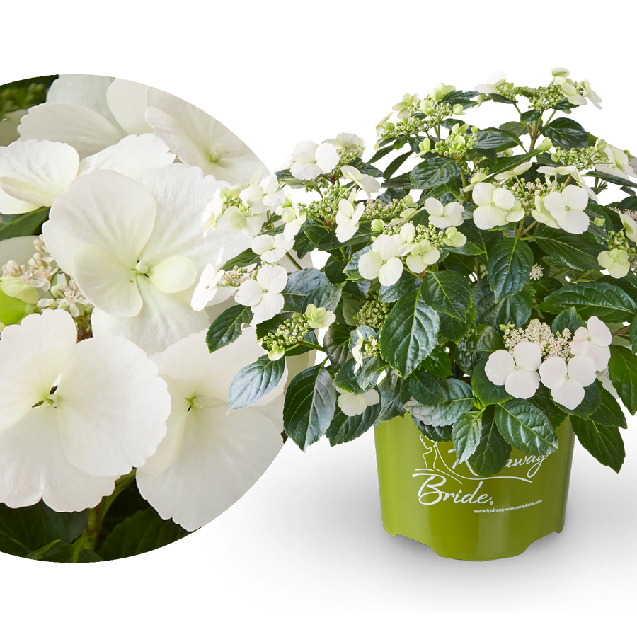 Girlanden-Hortensie Runaway Bride® 'Snow White'
