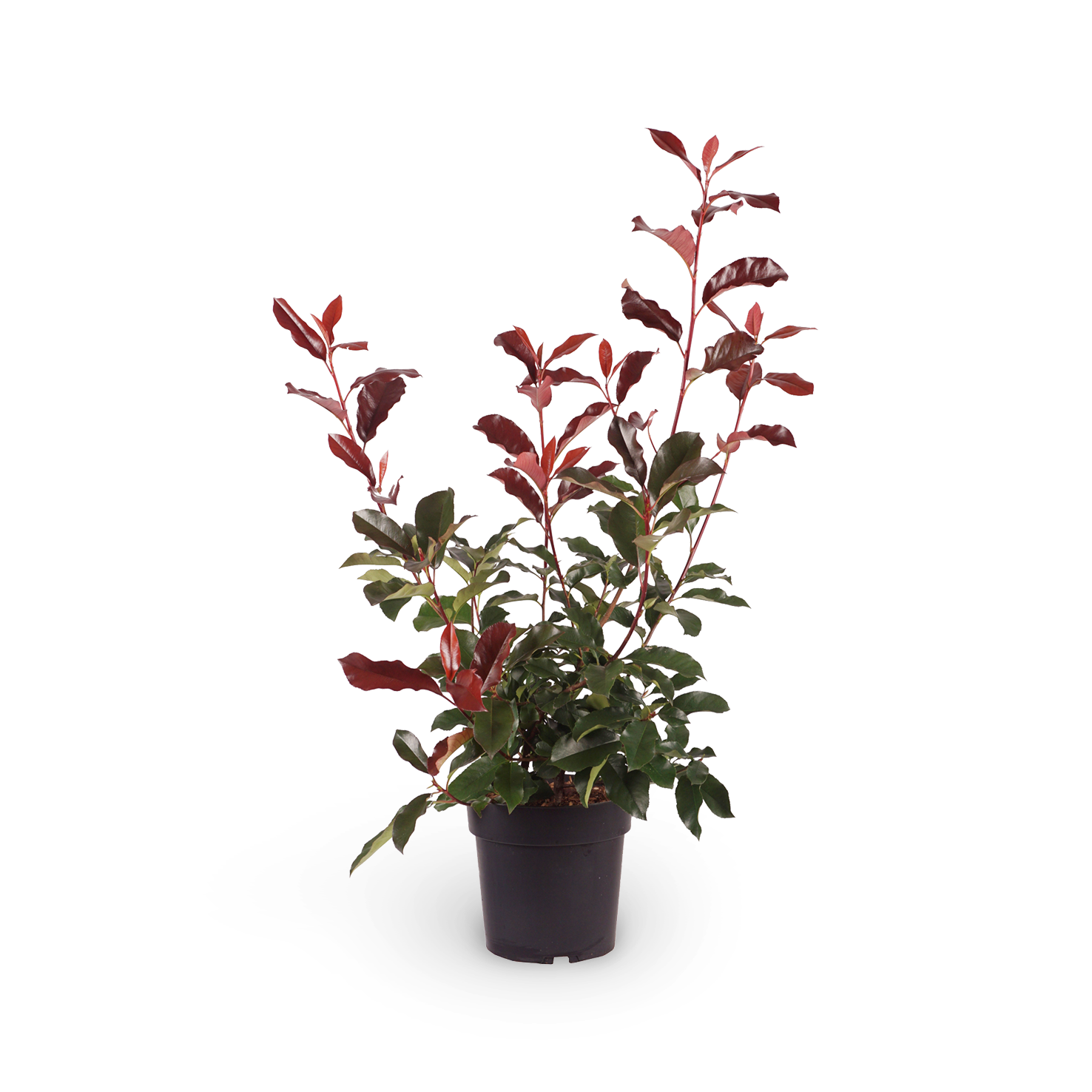 Glanzmispel 'Camilvy' Photinia für den Außenbereich – Plantura