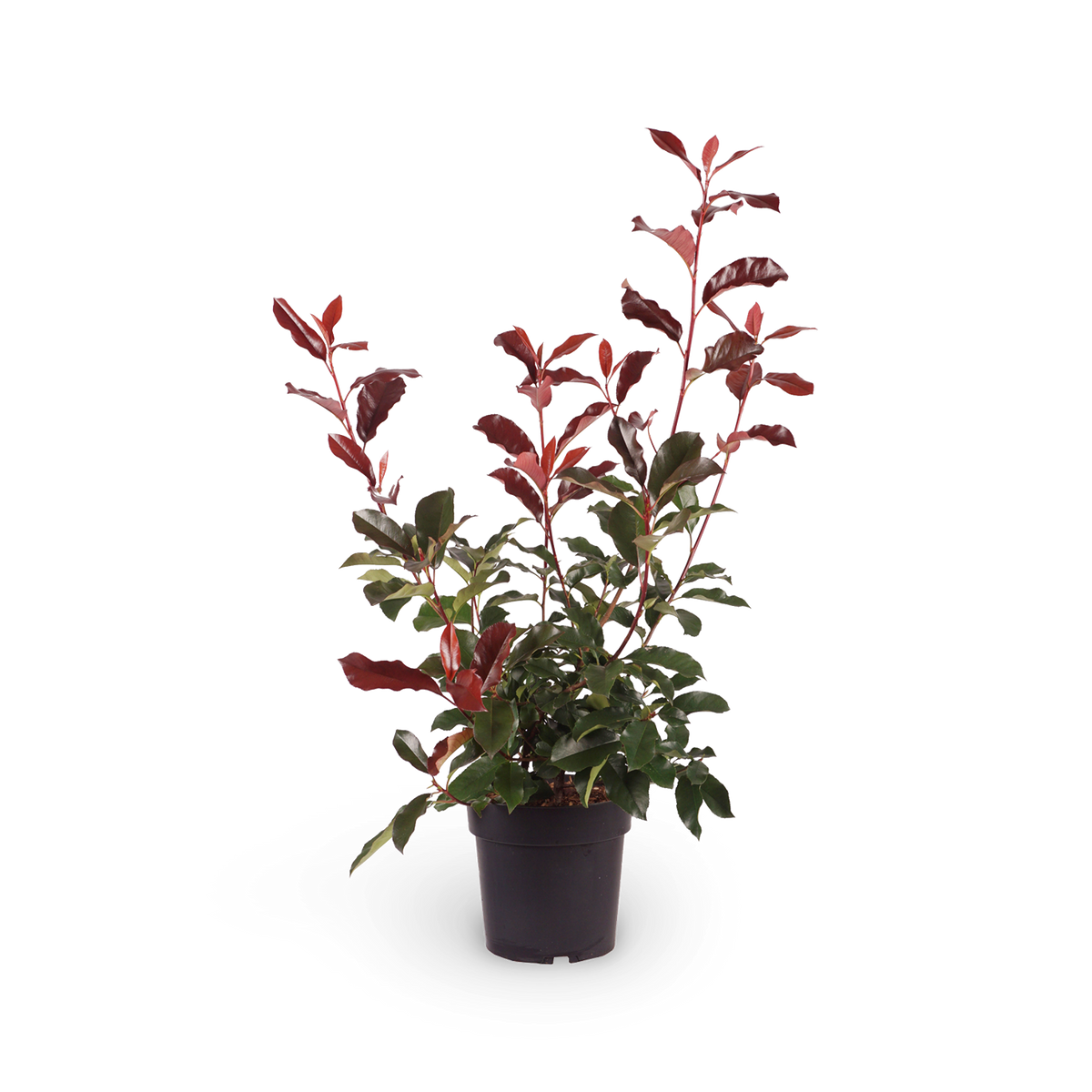 Glanzmispel 'Camilvy' Photinia für den Außenbereich