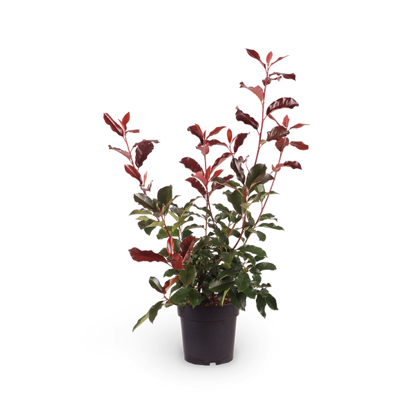Glanzmispel 'Camilvy' Photinia für den Außenbereich
