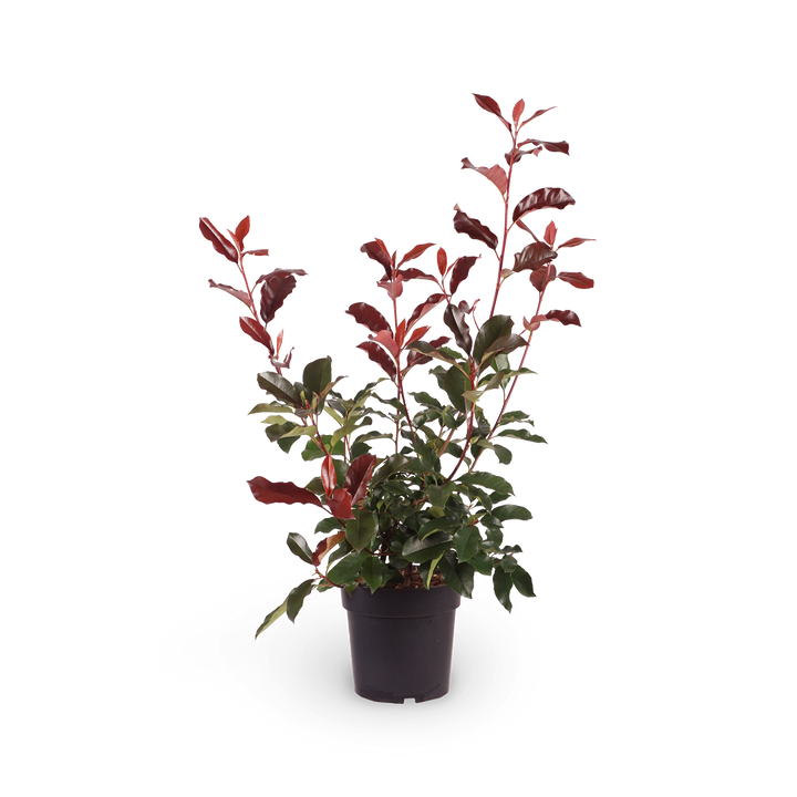 Glanzmispel 'Camilvy' Photinia für den Außenbereich